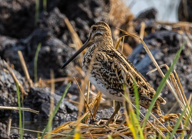 Pintail Snipe na ziemi portret zwierzęcia