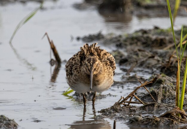 Pintailed bekas stojący na ziemi z wodą