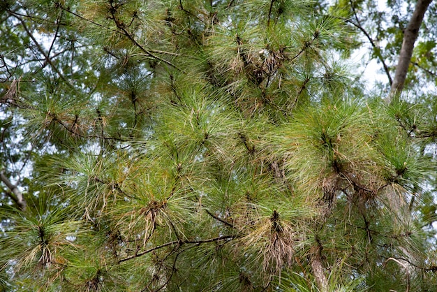 Pinus merkusii