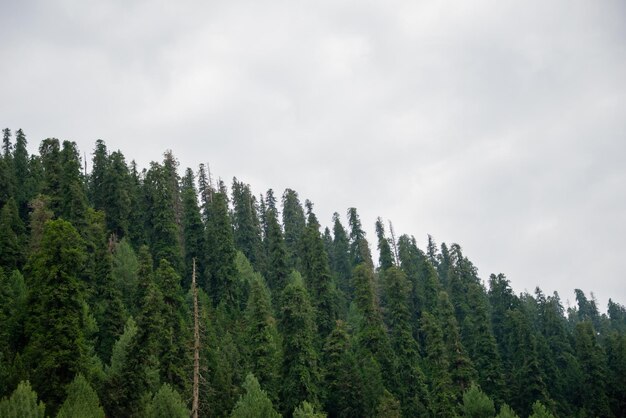 Pinus Roxburghii Drzewo w górach w Nathia Gali Abbottabad Pakistan