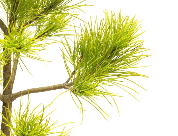 Pinus strobus sosna na białym tle. Drzewa iglaste