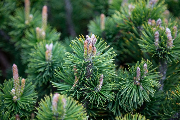 Pinus Sylvestris Sosna Zwyczajna Europejska Sosna Czerwona Sosna Zwyczajna Lub Sosna Bałtycka Zbliżenie Makro