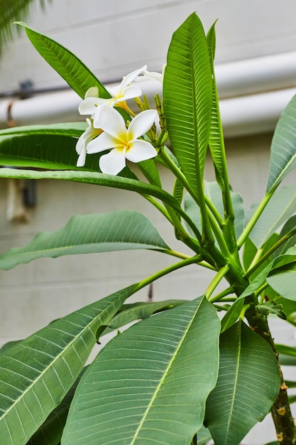 Pionowa łodyga wysokiej rośliny Plumera Alba z białymi i żółtymi tropikalnymi kwiatami na górze