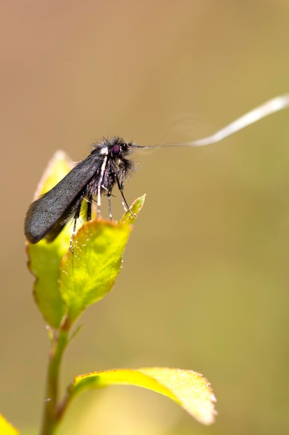 pionowa makrofotografia motyla adela reaumurella w świetle dziennym fantastyczny owad o srebrzystych kolorach