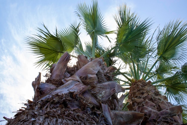 Pionowe niski kąt Closeup Shot of Palm Tree Bliska Palm Tree Trunk Texture Tekstura