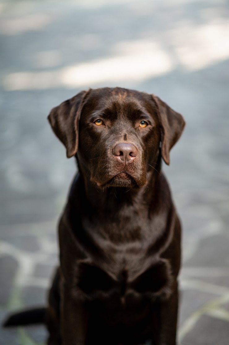 Zdjęcie pionowe portret czekolady labrador patrząc w kamerę z poważną twarzą. rasowy pies średni strzał z miejsca na kopię.