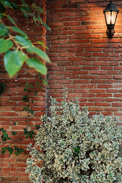 Pionowe tło pomysł na wystrój wnętrz patio wiecznie zielony krzew z czerwonej cegły ściany