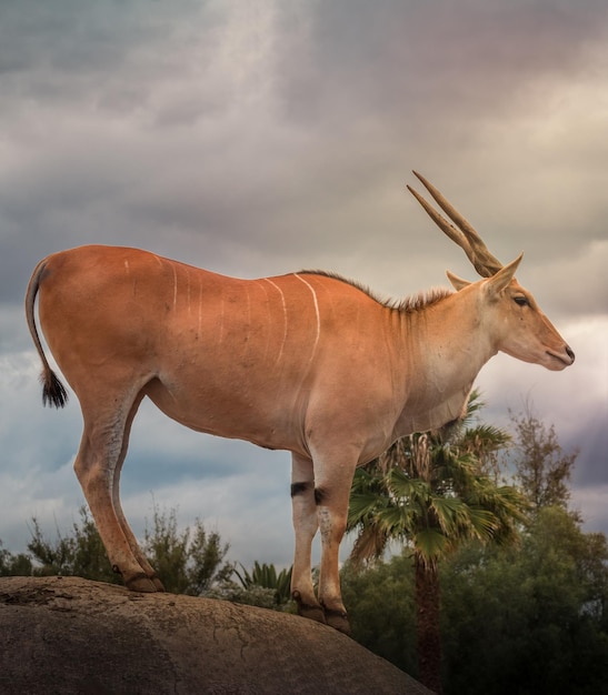 Pionowe ujęcie antylopy eland zwyczajnej lub łosia przylądkowego Taurotragus oryx z tłem drzewa i nieba