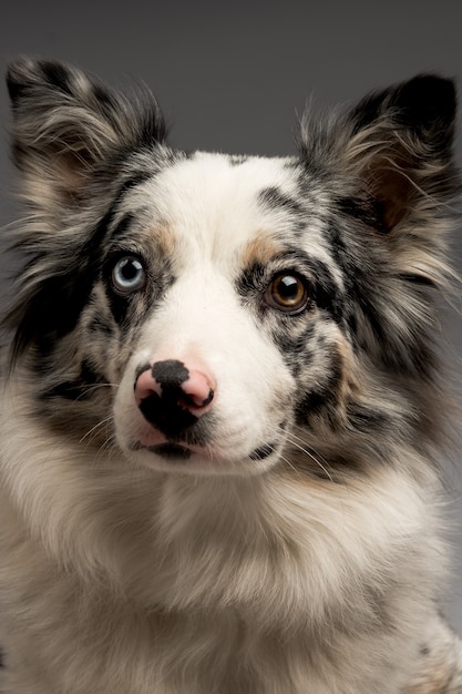 Pionowe ujęcie cętkowanego psa rasy border collie blue merle z heterochromowymi oczami