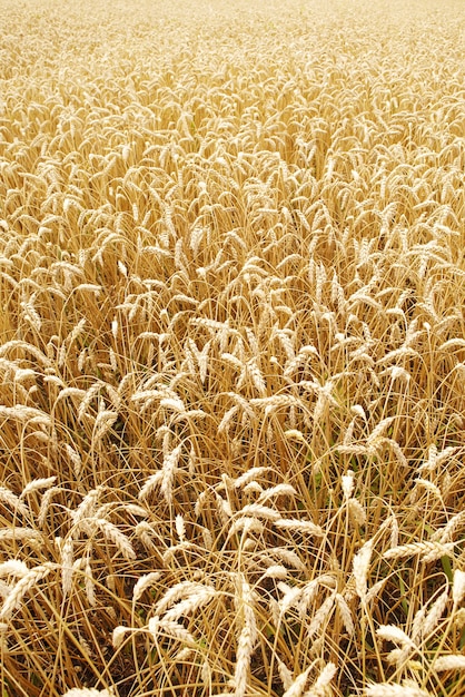 Pionowe ujęcie dojrzałe kłosy pszenicy w polu gospodarstwa w słoneczny letni dzień. Koncepcja zbiorów.