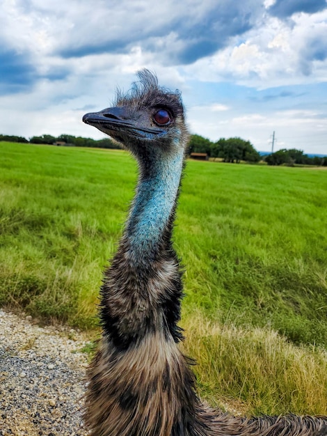 Pionowe ujęcie głowy ptaka emu w gospodarstwie