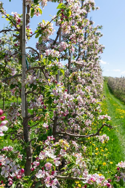 Pionowe ujęcie kwitnącego krzewu młodych jabłek na plantacjach Val di Non, Trentino, Włochy