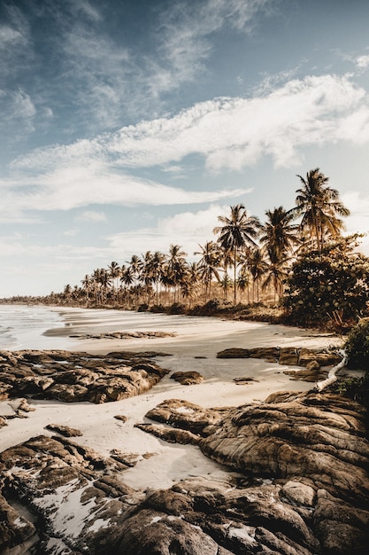 Pionowe Ujęcie Palm Na Plaży W Pochmurny Dzień