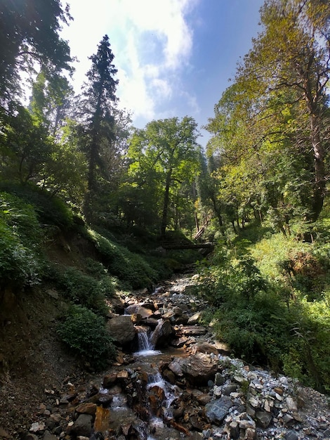 Pionowe ujęcie pod niskim kątem małego skalistego jeziora w bujnym lesie w Uttarakhand Indiach