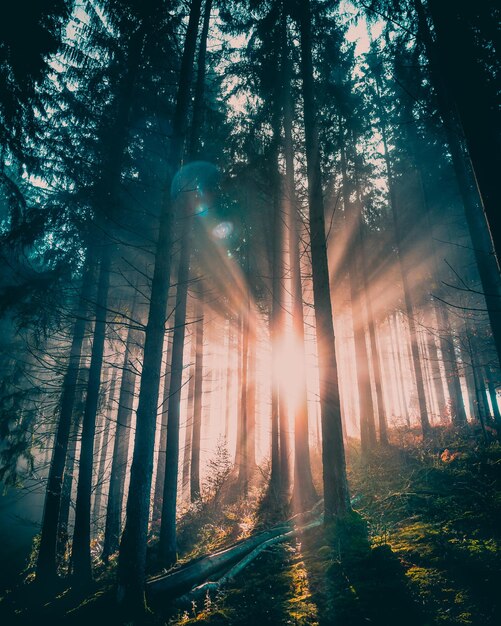 Pionowe ujęcie promieni słonecznych przedzierających się przez drzewa w lesie