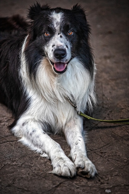 Pionowe Ujęcie Słodkiego Psa Rasy Border Collie Siedzącej