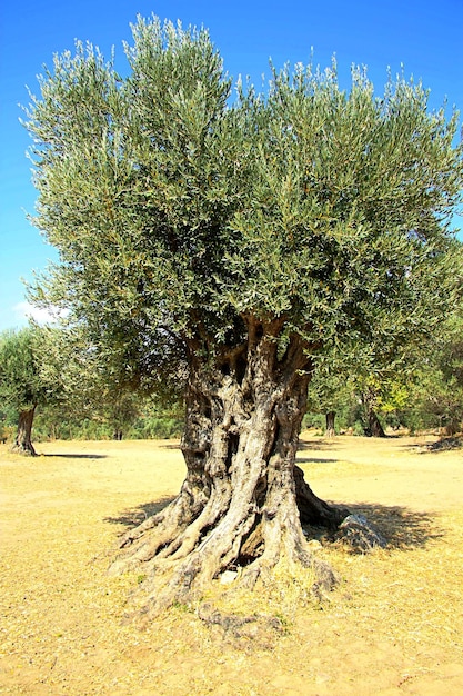 Pionowe ujęcie starego drzewa oliwnego Wyspa Naxos w Grecji przeciw błękitnemu niebu słonecznemu