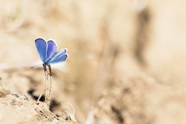 pionowe zdjęcie niebieskiego motyla kontrastujące z jasnobrązową przestrzenią do kopiowania tła