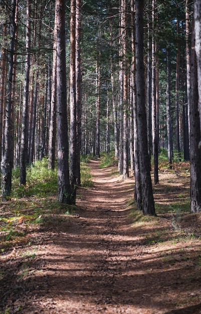 Pionowy kadr ścieżki w sosnowym lesie to pomysł na spacery po lesie lub leśne kąpiele