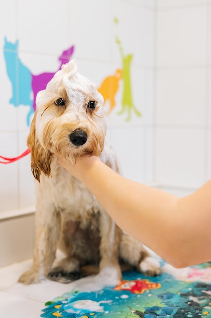 Pionowy portret śmiesznego kręconego psa Labradoodle żeńskiego groomera mycie szamponem w wannie w salonie pielęgnacyjnym przygotowuje się do cięcia