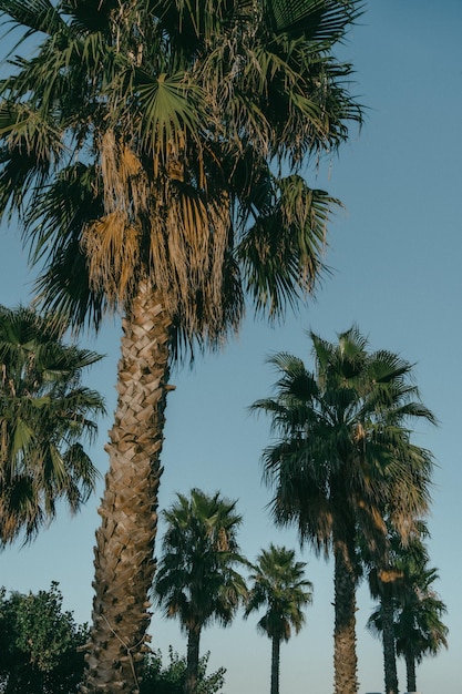 Pionowy ujęcie palm na plaży Miami w Hiszpanii