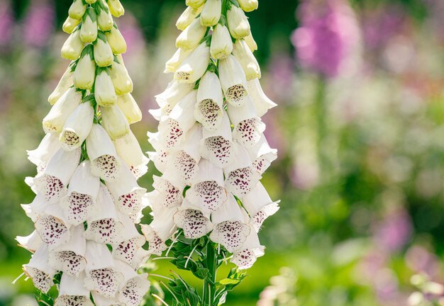 Pionowy ujęcie roślin kwiatowych Foxgloves