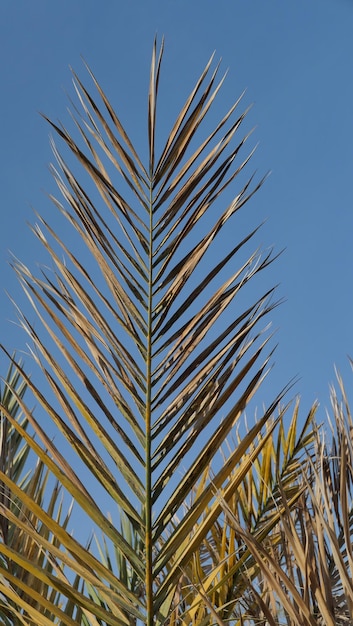 Zdjęcie pionowy widok liścia palmy na jasnym niebie