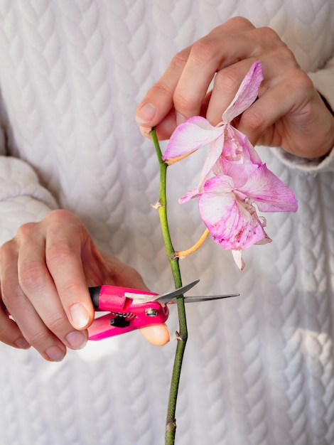 Pionowy widok przycinania uszkodzonych kwiatów orchidei nożyczkami Domowe ogrodnictwo Hodowla storczyków Suchy ciemnofioletowy kwiat Owady Szkodniki roślin domowych Śmierć storczyków