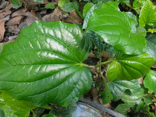 Piper ornatum roślina w ogrodzie