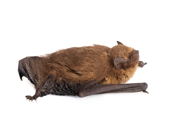 Pipistrellus pipistrellus przed białym tłem