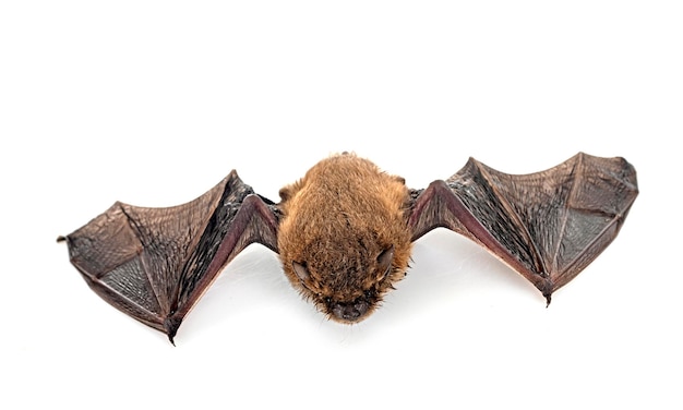 Pipistrellus pipistrellus w studio