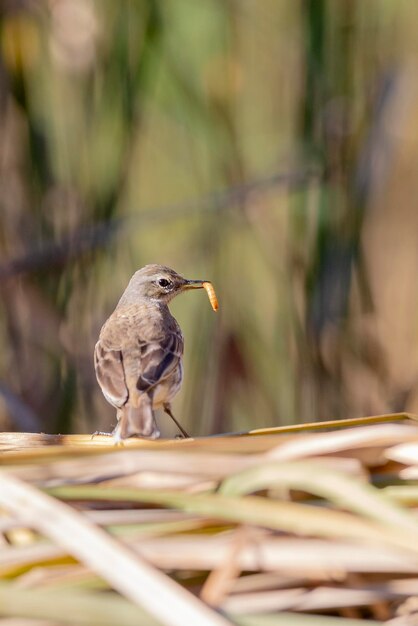 Zdjęcie pipit wodny anthus spinoletta toledo hiszpania