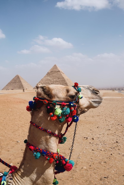 Piramidy wielbłądów w Gizie. Zbliżenie na głowę wielbłąda w piramidach, Egipt.