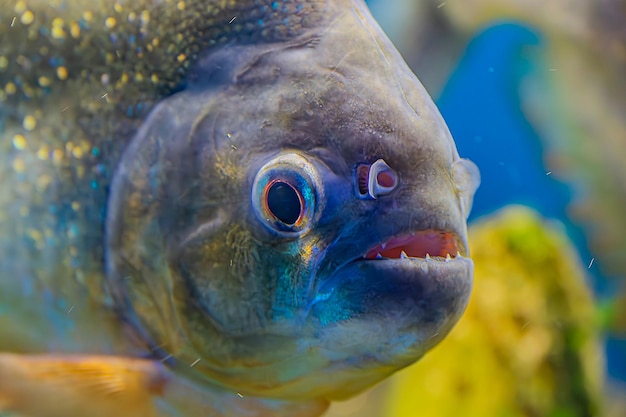 Piranha Pygocentrus nattereri pływa w basenie akwarium z zielonymi wodorostami Słynna ryba słodkowodna dla akwarium hobby Organizm wodny życie podwodne