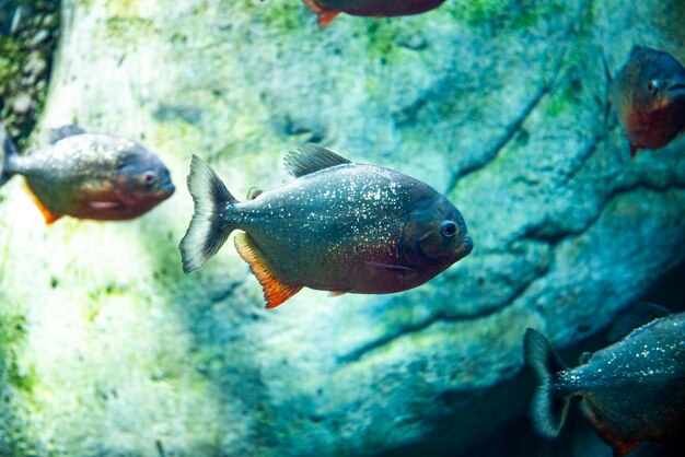 Piranha w niebieskim akwarium z bliska