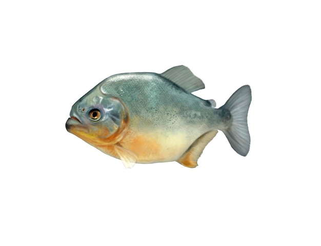 piranha