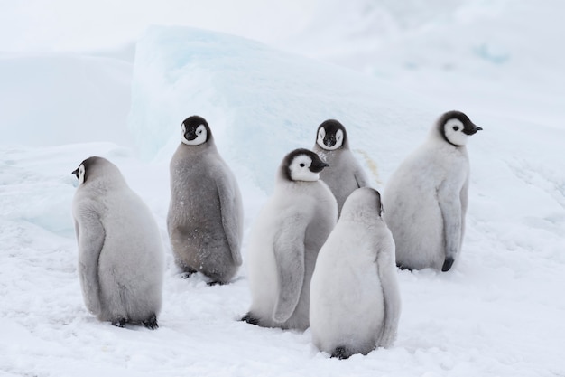 Pisklęta Pingwinów Cesarskich Na Snow Hill Antarctica 2018