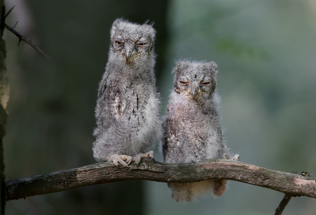 Pisklęta Sowy Syczka Zwyczajnej Są Fotografowane Indywidualnie I Razem. Ptaki Siedzą Na Suchej Gałęzi Drzewa Na Rozmytym Tle W Promieniach łagodnego Wieczornego Słońca.