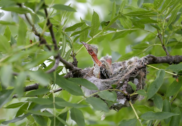 Pisklęta Wilga W Gnieździe. Strzał Z Bliska. Cool And Cute Future Golden Orioles