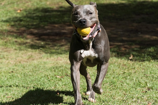 Pit bull pies bawi się piłką w ogrodzie domu. Słoneczny dzień.