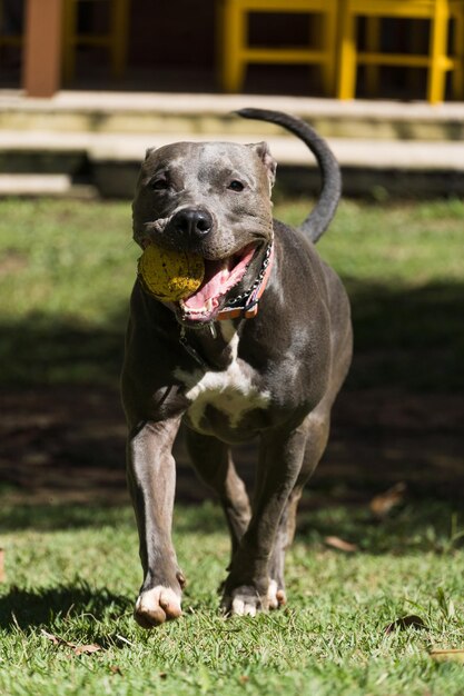 Pit bull pies bawi się piłką w ogrodzie domu. Słoneczny dzień.