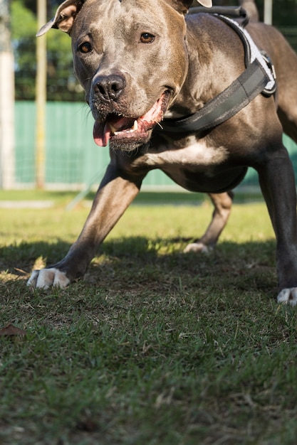 Pit bull pies bawi się w parku. Miejsce dla psa z zieloną trawą i ogrodzeniem z drewnianymi palikami.