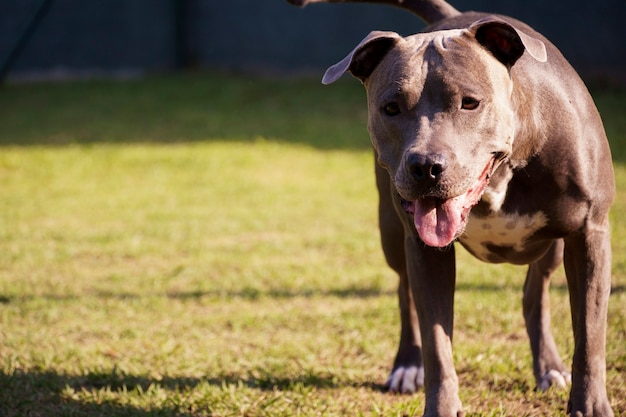 Pit bull pies bawi się w parku. Miejsce dla psa z zieloną trawą. Zabawki jak rampa do ćwiczeń.