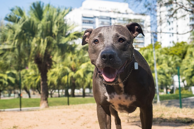 Pit bull pies bawi się w parku. Pitbull wykorzystuje słoneczny dzień do zabawy.