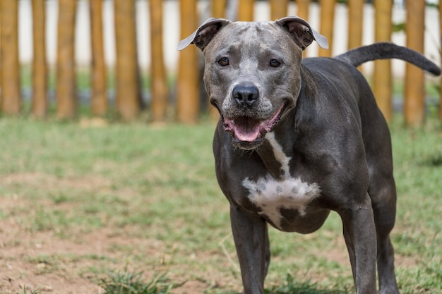 Pit bull pies bawi się w parku. Selektywne skupienie.