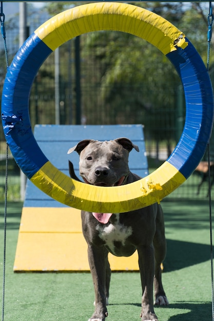 Pit bull pies bawi się w parku. Skakanie po okręgu jak opona i wchodzenie na rampę, aby wykonywać ćwiczenia.