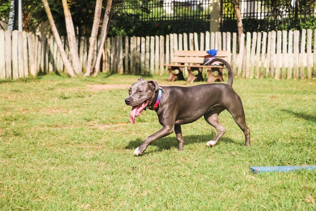 Pit bull pies bawi się w parku. Trawiasty teren dla psów z zabawkami do ćwiczeń.