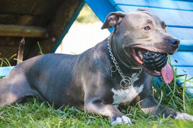 Pit bull pies bawi się w parku. Trawiasty teren dla psów z zabawkami do ćwiczeń.