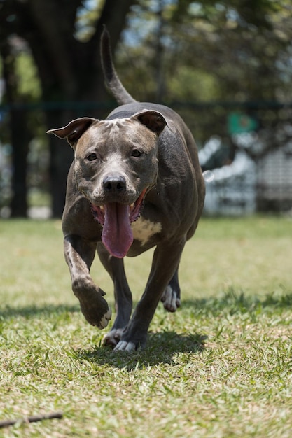 Pit bull pies bawi się w parku w słoneczny dzień. Selektywne skupienie.