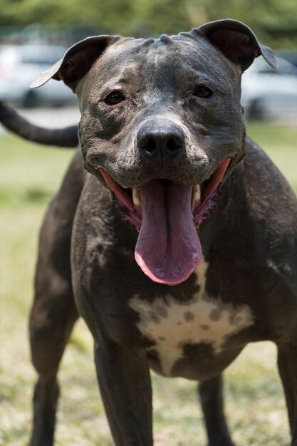 Pit Bull Pies Bawi Się W Parku W Słoneczny Dzień. Selektywne Skupienie.